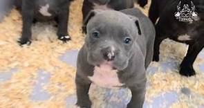 American Bully Pitbull Blue Puppies For Sale