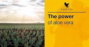 The Power of Aloe Vera | Forever Living UK & Ireland