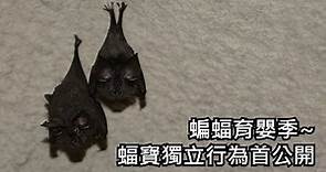 蝙蝠育嬰季~蝠寶獨立行為首公開