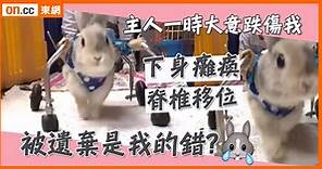 網民熱話：癱瘓殘廢主人唾棄　兔仔輪椅學行重新出發