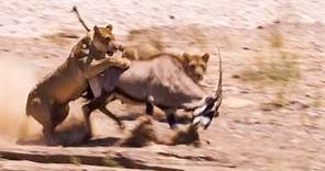 Two Lions Take on Oryx | Natural World: Desert Lions | BBC Earth