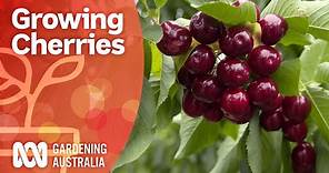 Growing cherry trees bursting with fruit | Growing fruit and veg | Gardening Australia