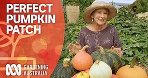 How to create the perfect pumpkin patch | Growing Fruit And Vegies | Gardening Australia