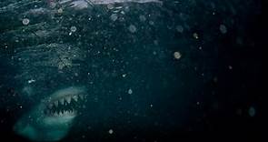 Shark at La Jolla Cove