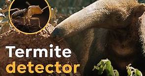 Giant Anteaters are Termite Detectors I Wild to Know
