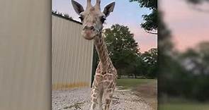 Azizi, April the Giraffe's youngest baby calf, unexpectedly dies at Texas zoo