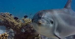 Delfines: La vida en el arrecife Tráiler VO