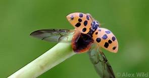 Coccinellidae ~ Everything You Need to Know with Photos | Videos