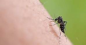 Zanzara tigre: come evitare il rischio di punture