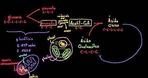 Ciclo de Krebs o del ácido cítrico | Respiración celular | Biología | Khan Academy en Español