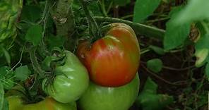 ¿Cómo cultivar tomates naturales en tu huerta? 🍅 | Solanum Lycopersicum