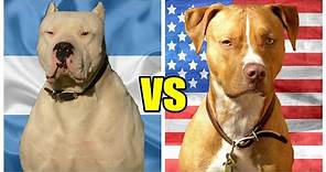 Dogo argentino vs Pitbull terrier ¿cual es el mas PODEROSO?