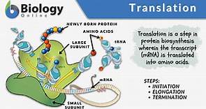 Translation - Definition and Examples - Biology Online Dictionary