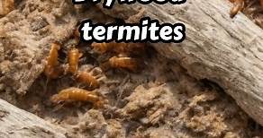 Types of Termites #shorts #termites #typesof