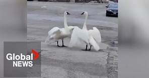 “Magical” reunion of Toronto swan pair goes viral