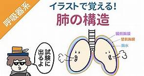 【イラスト解剖学】肺の構造