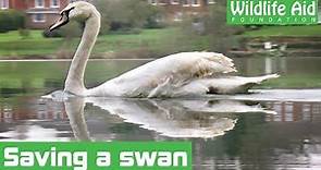 Lost swan given a helping hand