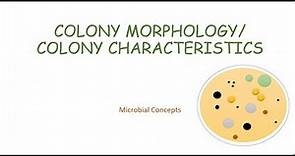 BACTERIAL COLONY MORPHOLOGY / CHARACTERISTICS | Microbiology basics | FY BSc practical series