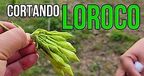 Loroco La Flor comestible DE TODOS LOS SALVADOREÑOS | El Patechucho