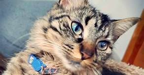 Mavis is furever home! | The Cat's Meow Animal Rescue