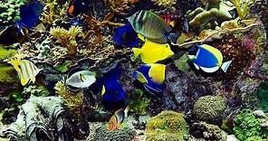 ✔ Beautiful Real Colourful Marine Fish Aquarium! Relaxing Natural Sounds