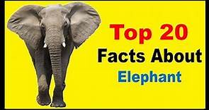 Elephant - Facts