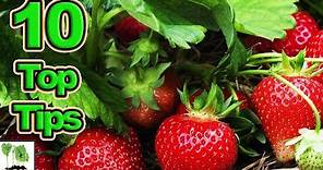 10 Tips To Grow The Best Strawberries Ever