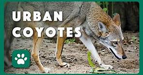 Managing Urban Coyotes