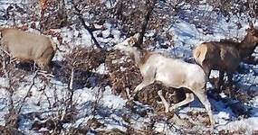 See it: Rare piebald cow elk spotted in Colorado