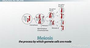 Crossing Over in Meiosis | Overview & Examples