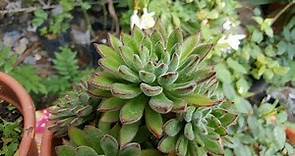 Echeveria Set-Oliver (Flor de Fuego) cultivo y y reproducción