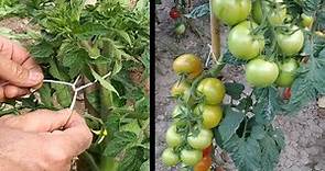 Forma sencilla de colocar tutores a las tomateras