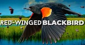 One of the Most Numerous Land Birds | Red-winged Blackbird