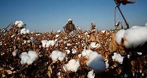 治裝費變貴了！　棉花價格飆升觸及逾10年新高 | ETtoday財經雲 | ETtoday新聞雲