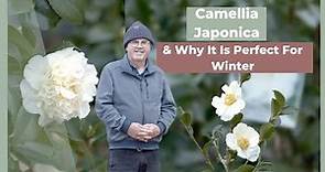 How To Grow & Maintain a Camellia Japonica | The Greenery Garden & Home