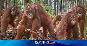 Daftar Hewan yang Dilindungi di Indonesia
