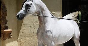 $40k Arabian Stallion training