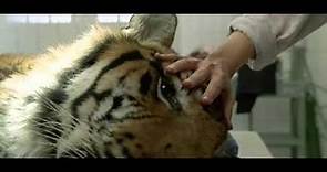 "Manhunter" (1986): Tiger Scene