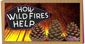 How Wildfires Help! | Science for Kids