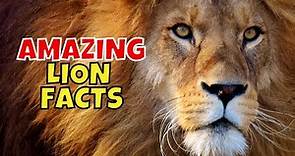 11 Amazing Facts About Lions (King of the Jungle)