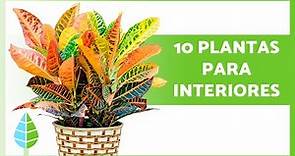 10 PLANTAS de INTERIOR para PRINCIPIANTES 🌿🌸 ¡Resistentes y Fáciles de Cuidar!