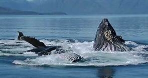 Wild Nord America Le Balene