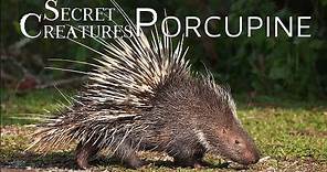 Secret Creatures: Porcupine 🌿🦔 Nature's Quill Masters