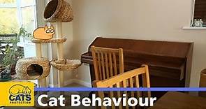 🐱 My cat keeps hiding | Cats Protection behaviour guides