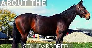 About the Standardbred