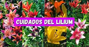 Cómo cuidar los LILIUM también conocidos como LILIES/ AZUCENAS/ LIRIOS/ LILIO