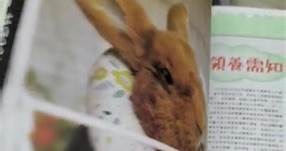 【兔協專訪】31/01/202... - 兔協 HKRS - 香港兔友協會 Hong Kong Rabbit Society