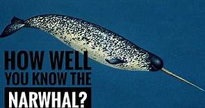 Narwhal || Description, Characteristics and Facts!