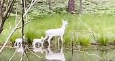 Cabela's - An albino deer, with potentially triplets? What...