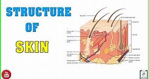 Skin Structure | Layers of Skin